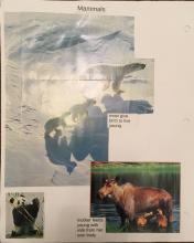 Mammals page